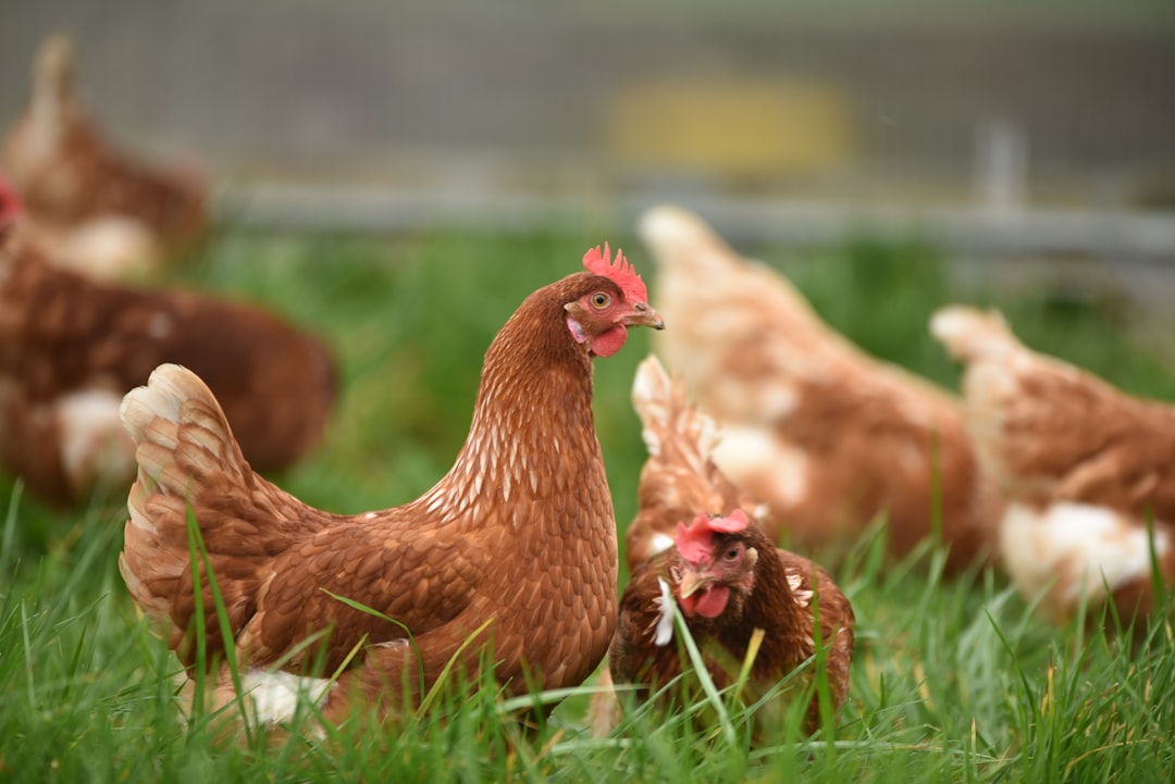 brown-hen-on-green-grass-during-daytime-4w8fgdvyume
