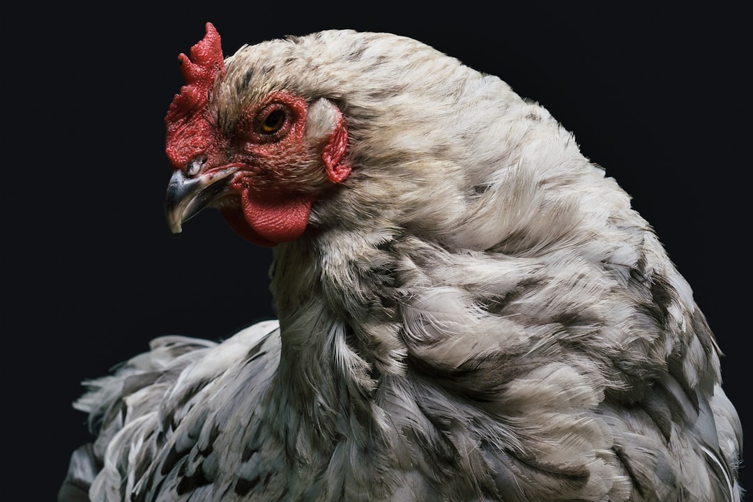 gray-and-red-rooster-0un9if4mgdi